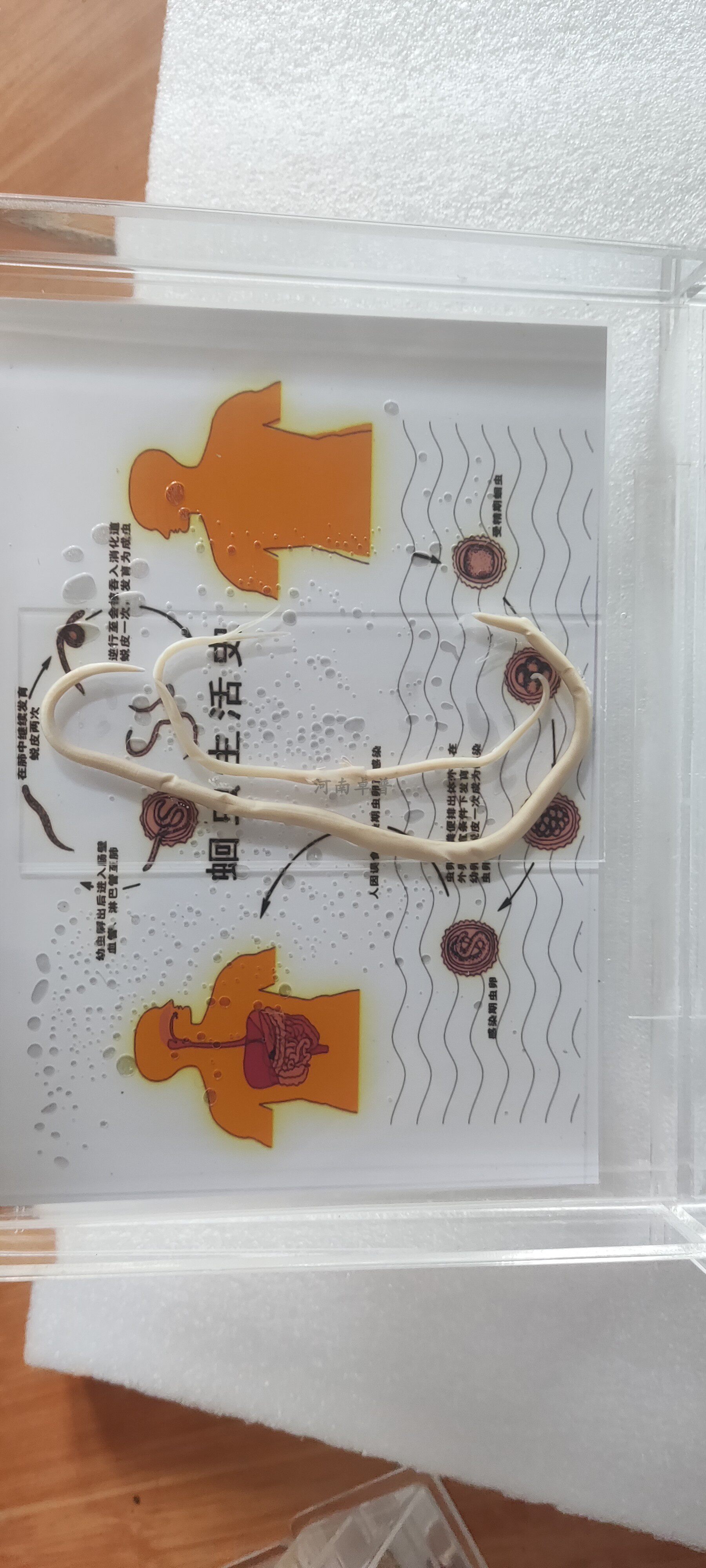 卓普示教麻蝇 金蝇 绿蝇 按蚊 库蚊 伊蚊针刺标本 生活史陈列标本