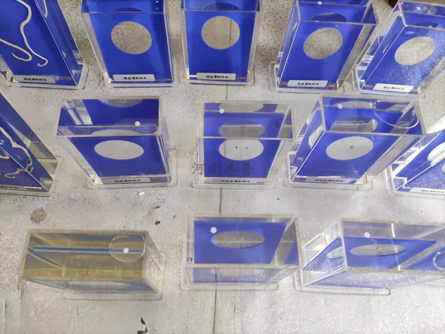 牛带 猪带 阔节裂头 曼氏迭宫 犬复孔绦虫 蛔虫 蛔虫解剖浸制标本