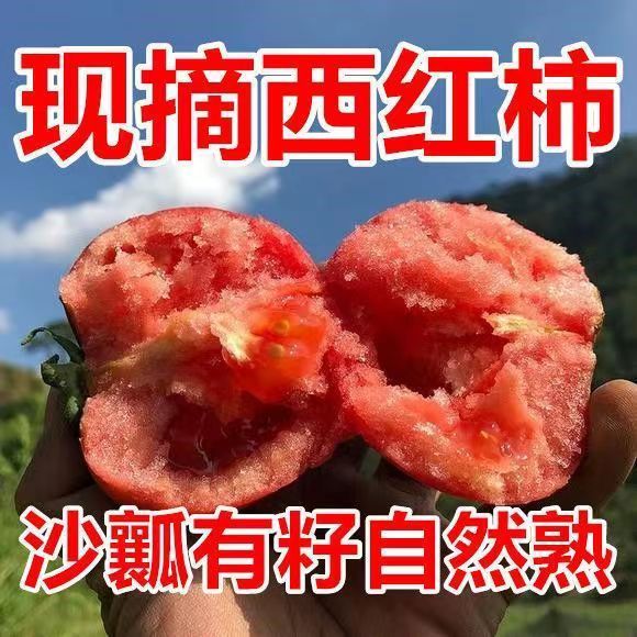 绿色食品无公害普罗旺斯西红柿新鲜自然熟沙瓤有籽番茄圣女果蔬菜