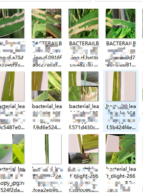 D00345-水稻病害目标检测识别4类别4400张yolo标签可发票