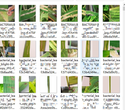 D00345-水稻病害目标检测识别4类别4400张yolo标签可发票