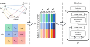 DL00599-基于拓扑特征提取和Transformer预测 lncRNA-疾病关联