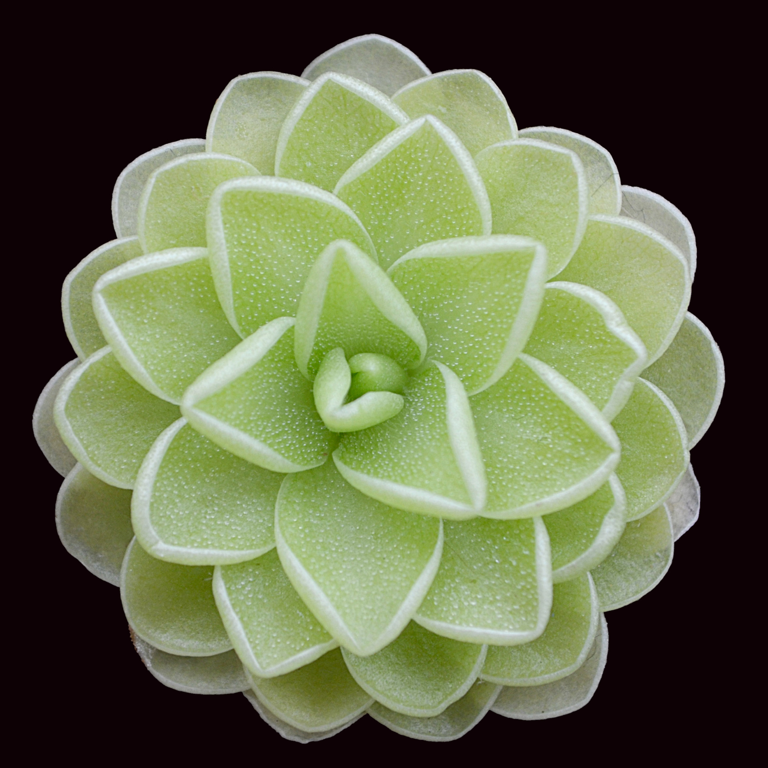 食虫植物 驱虫 爱丝捕虫堇多肉植物雨林缸 造景 微景观桌面办公室