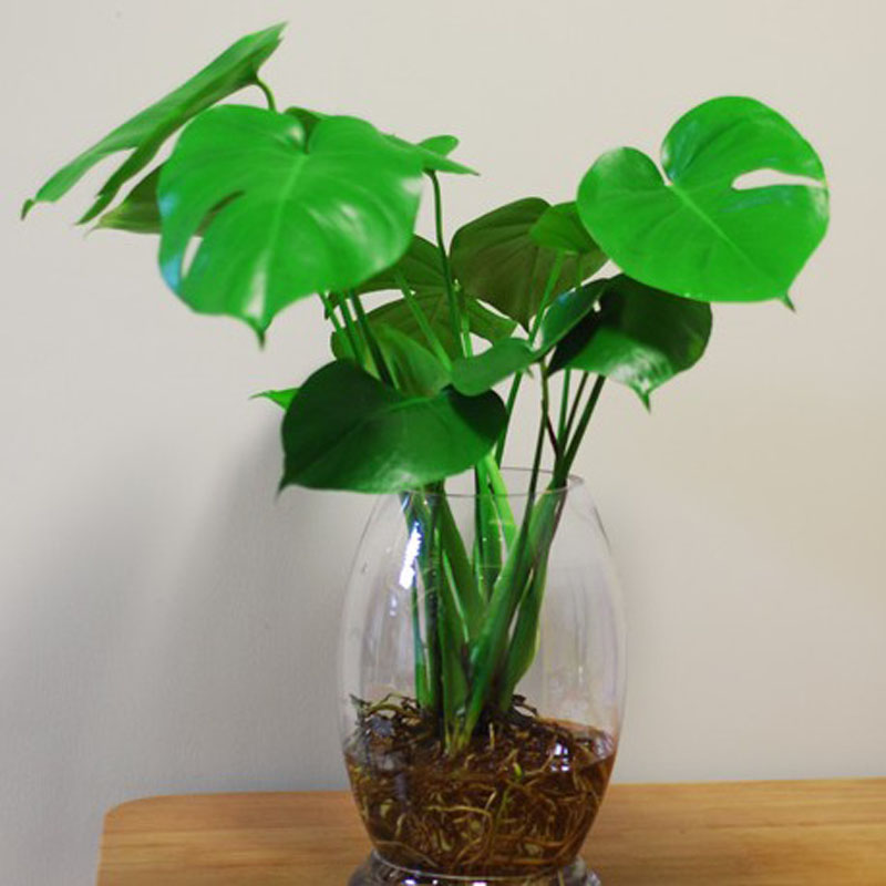 观叶植物 龟背竹 水培 水生 水养 室内盆栽绿植净化空气