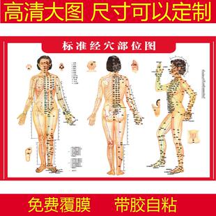 女士穴位图中医养生馆墙面装饰画人体经络穴位标准大图艾灸馆挂画