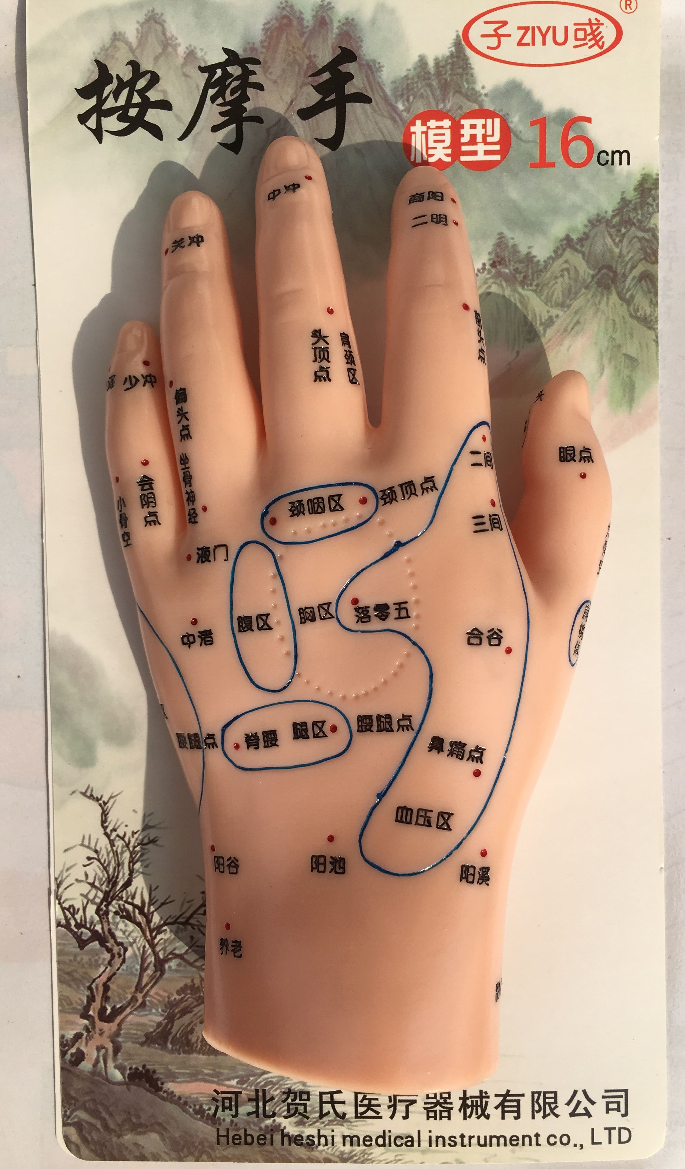 手部经络穴位儿童小儿特定推拿反射区按摩手模型高清刻字按摩针炙