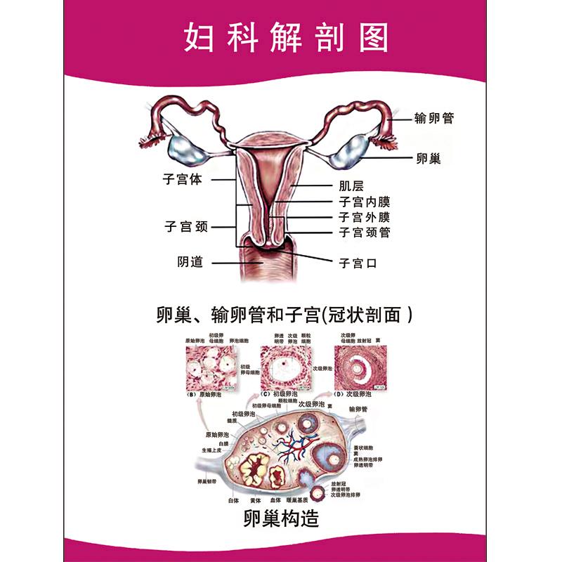 女性宫颈示意图妇科墙贴卵巢输卵管海报子宫生殖系统解剖图挂画学