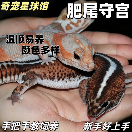 肥尾豹纹蜥蜴爬宠温顺可爱易好养