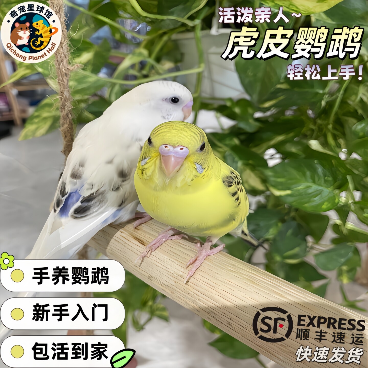 虎皮云斑鹦鹉会说话的手养宠物鸟图片