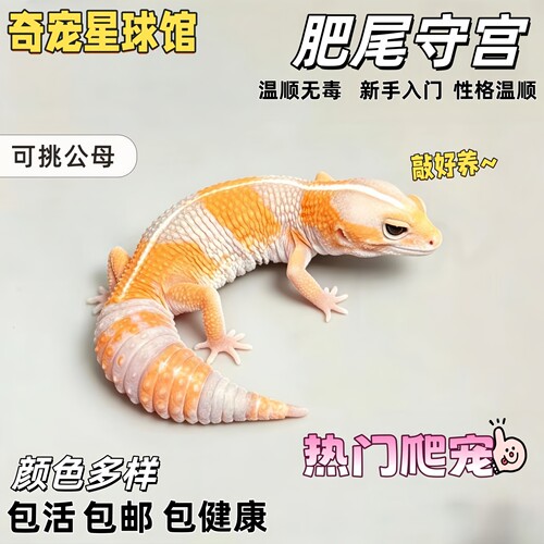 肥尾豹纹蜥蜴爬宠温顺可爱易好养