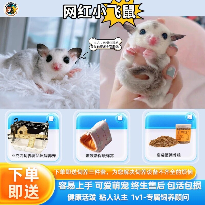 澳洲蜜袋鼯活物幼崽白脸马赛克宝宝网红异宠小飞鼠袋鼠迷你活体