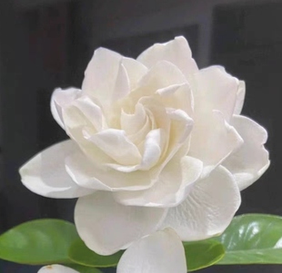 圆叶重瓣弥勒栀子花 米叶栀子花 青嘴栀子花 纽扣栀子花