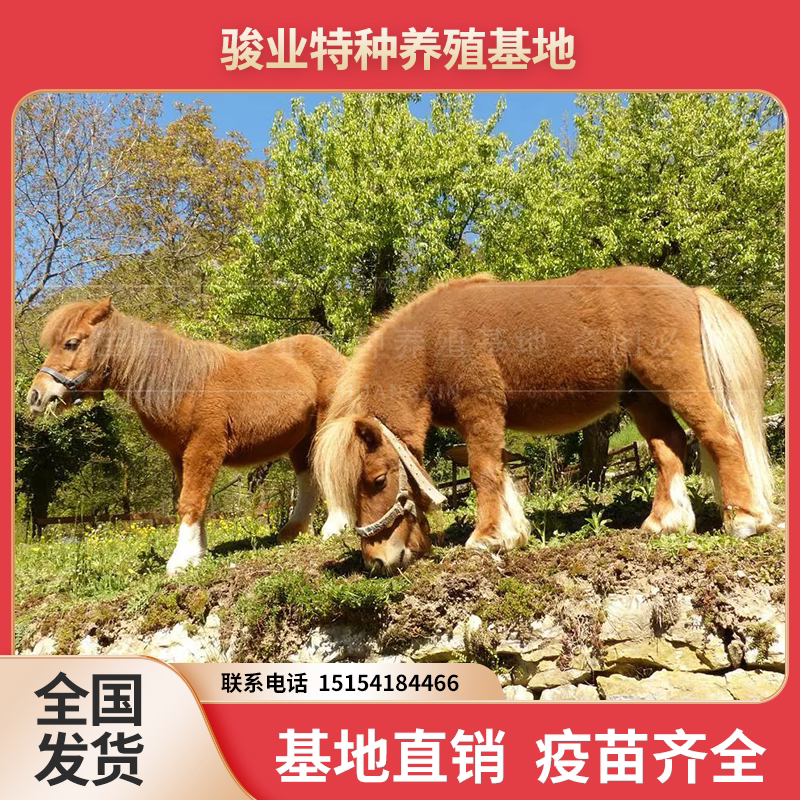 新品纯种矮马德保矮马设特兰矮迷你小马小型乘骑小马驹真马