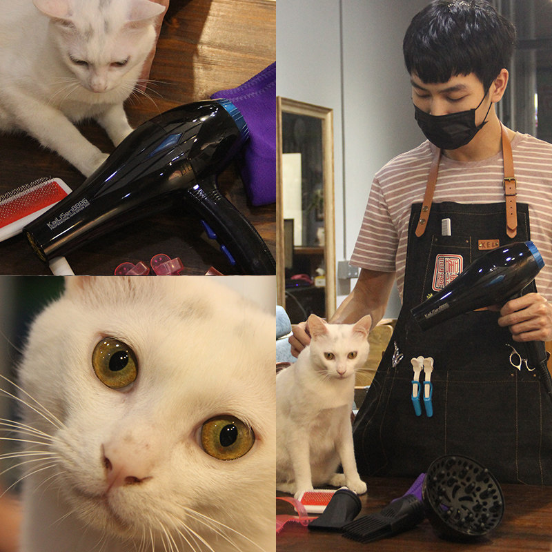 宠物拉毛机吹水机大功率狗狗吹风机金毛泰迪猫咪大小型犬吹毛神器在类目 宠物/宠物食品及用品, 猫/狗美容清洁用品, 吹风机中 - 来自Buy2taobao.com提供专业的淘宝代购服务