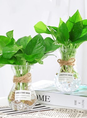 水培植物绿萝吊兰含玻璃花瓶室内