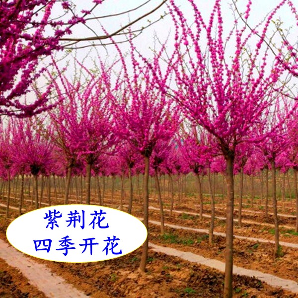 紫荆花别墅四季风景树树苗紫荆树苗庭院小区绿化植物盆栽包邮