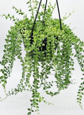 百万心爱之蔓吊蓝植物花卉藤蔓