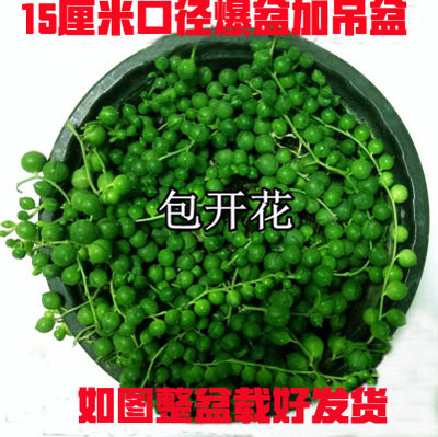 办公室内绿植佛珠珍珠吊兰情人泪