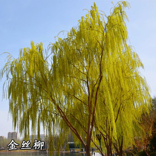 垂柳树苗黄金柳树苗庭院绿化大风景树行道树金丝垂柳苗速生柳树苗