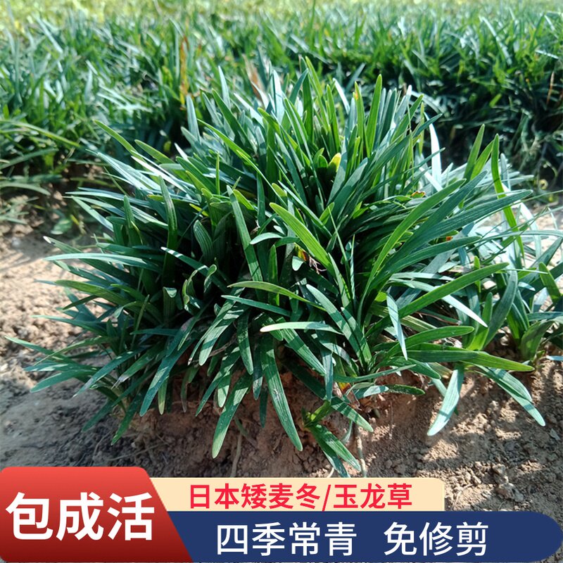 矮麦冬草玉龙草庭院别墅绿化地被植物青细叶麦冬正宗日本麦冬草苗