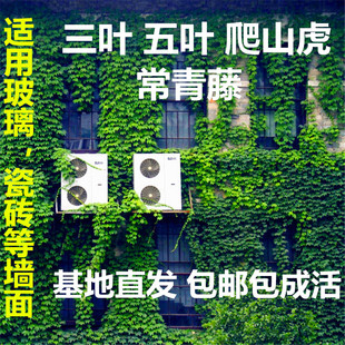 庭院爬山虎苗爬藤植物室内阳台盆栽攀援花卉三叶爬墙虎五叶地锦苗