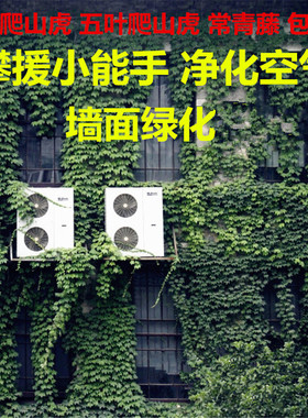 爬山虎苗盆栽三叶爬墙虎大苗五叶地锦趴山虎庭院红叶攀援爬藤花卉