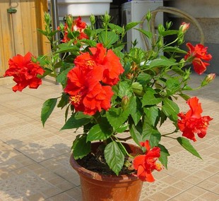 扶桑花苗花苗盆栽红色朱瑾牡丹草室内阳台四季好养绿植物扶桑花