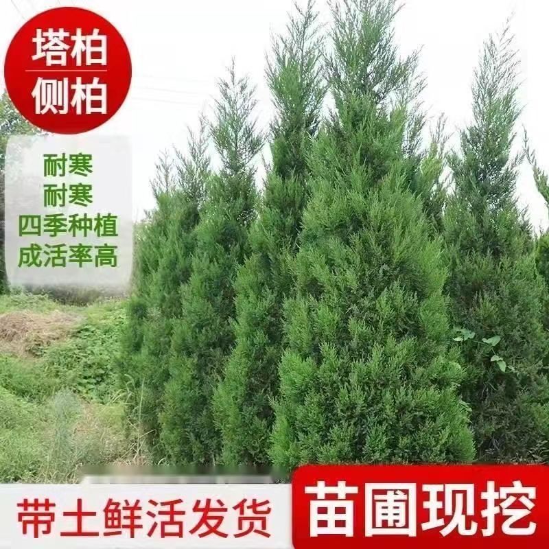 塔松柏墓地松松树苗清明扫墓松柏