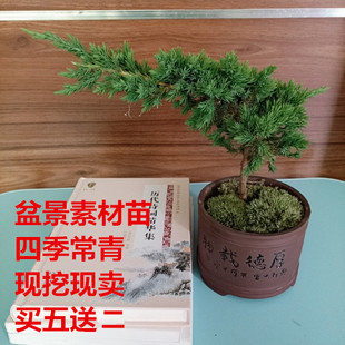 铺地柏苗地柏盆景造型素材地柏盆景盆栽树铺地柏小苗地柏四季常青