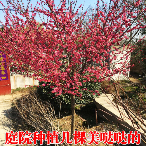 红梅腊梅绿梅树桩盆景美人榆叶梅