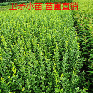 卫矛球 冬青树苗 大叶黄杨苗卫矛苗冬青小苗庭院绿化常青绿篱植物