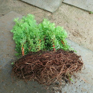 水杉庭院耐寒水杉树苗 金叶水杉 树苗 水衫树苗 水松树速生杉树苗