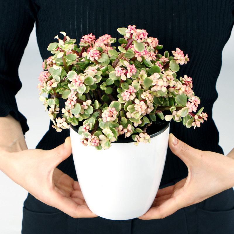 金枝玉叶雅乐之舞盆栽植物室内花卉观花植物绿植四季常青多肉植物