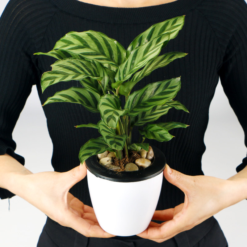 懒人水培翠叶竹芋茱萸室内桌面阳台花卉绿植盆栽植物绿植净化空气
