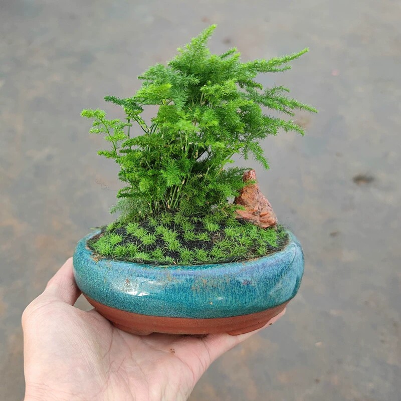 云竹造型盆栽桌面绿植花卉带盆栽盆景文竹苗四季常青好养植物室内