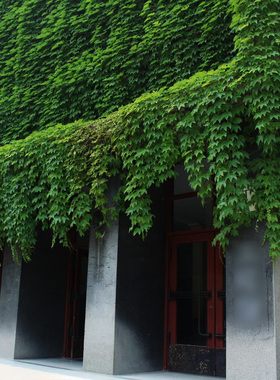 庭院攀援绿化爬山虎苗庭院爬墙藤花镜植物五叶地锦常青藤盆栽