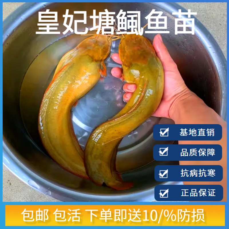 皇妃三代塘角鱼鱼苗三黄本地塘鲺淡水养殖食用塘虱胡子鲶鱼苗耐活