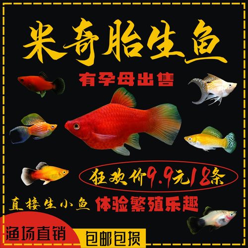 米奇公母胎生鱼热带鱼直接生小鱼
