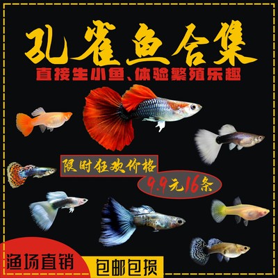 孔雀鱼好养热带鱼直接生小鱼精品