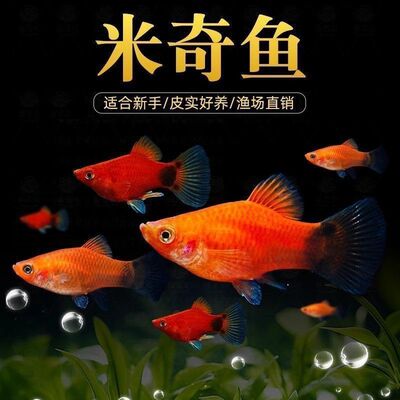 米奇鱼胎生鱼月光活体鱼热带淡水鱼生小鱼易存活小鱼苗新手宠物鱼