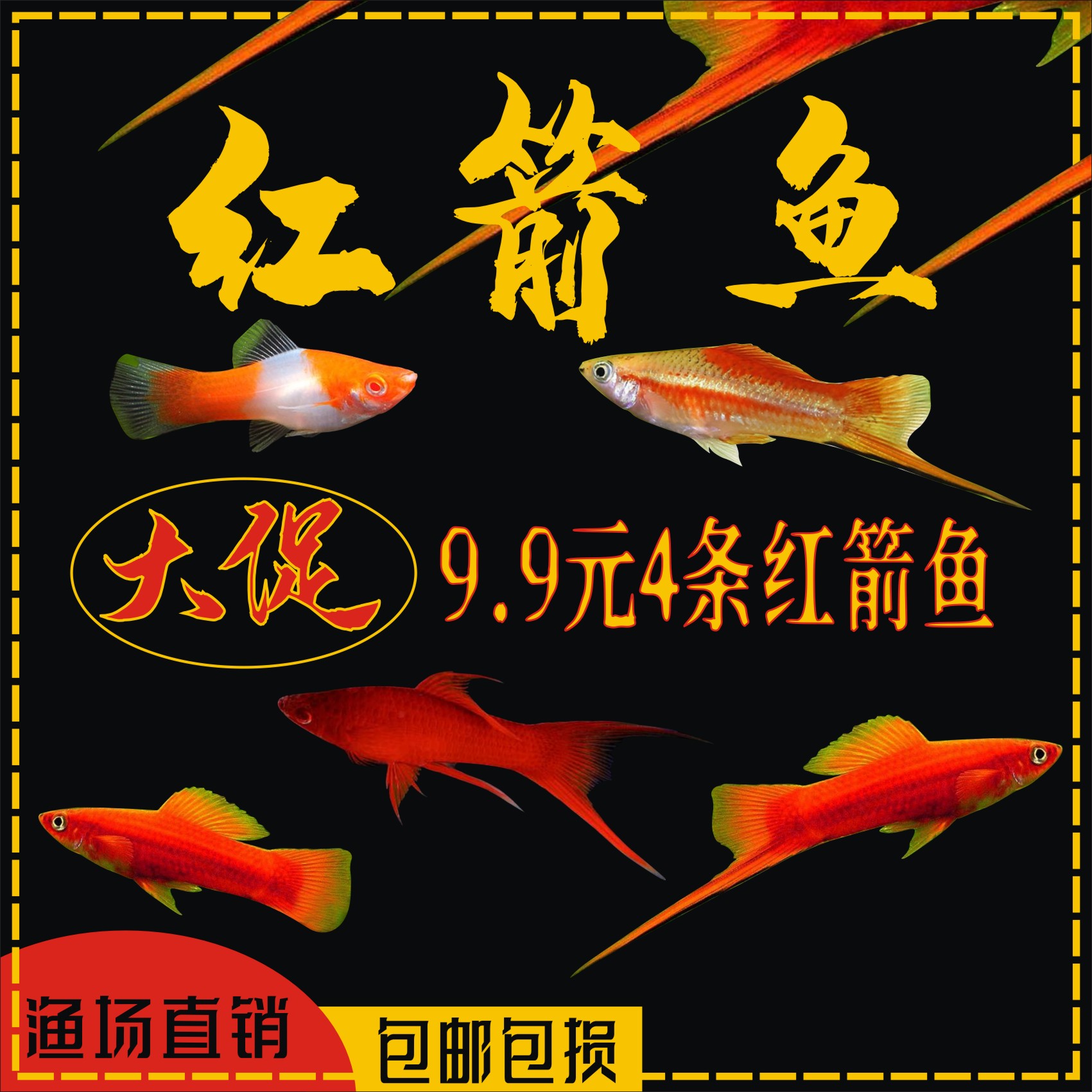 热带鱼公母红箭鱼淡水好养