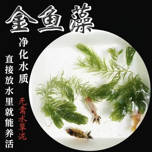 金鱼藻水草蜈蚣草水草植物绿菊鱼缸造景真的草易养活增氧净化水质