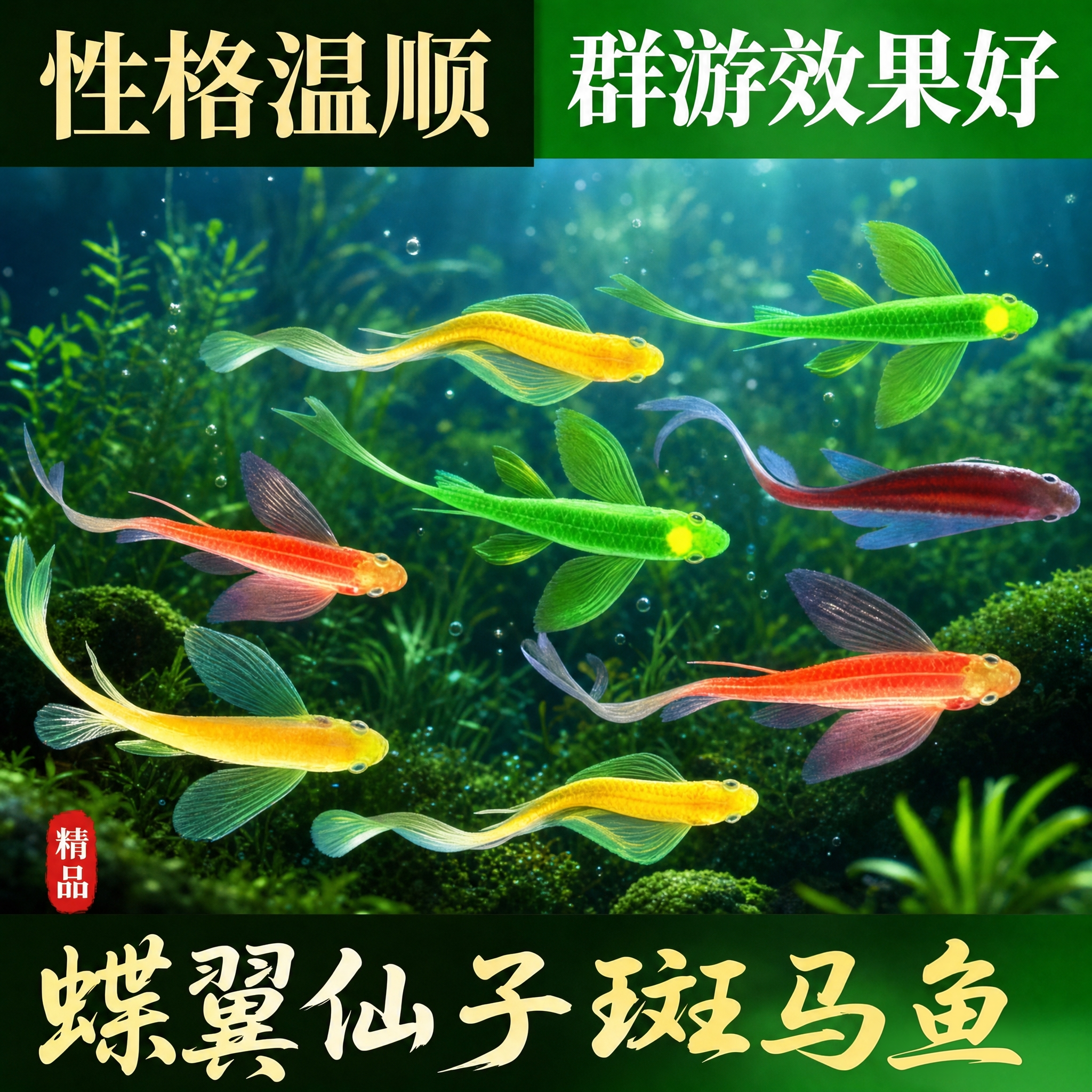 蝶翼斑马鱼长尾长鳍大帆翡翠绿观赏鱼龙凤冷水小型淡水好养易活鱼
