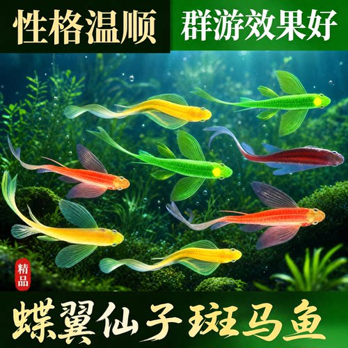蝶翼斑马鱼长尾长鳍大帆翡翠绿观赏鱼龙凤冷水小型淡水好养易活鱼