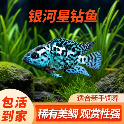 银河星钻鱼三湖慈鲷好养耐活鱼