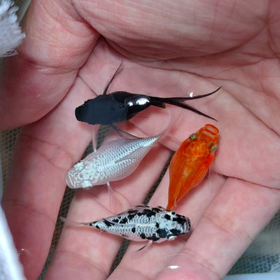 玛丽球鱼奶牛玛丽球玛丽鱼胎生鱼直接生小鱼大肚怀孕鱼米奇孔雀