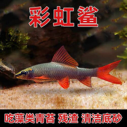 清道夫活体彩虹鲨鱼金苔鼠