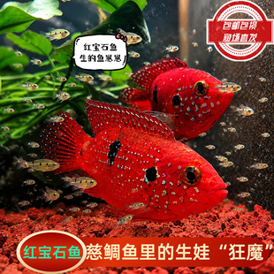 红宝石慈鲷鱼热带观赏宠物小型鱼活体鱼血钻宝石三湖慈鲷活体好养