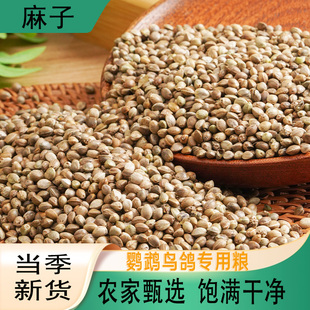麻子当季新货无杂质鹦鹉粮食纸壳鸟食专用大颗无沙香麻子饱满干净