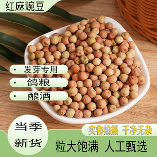 红麻豌豆新货无杂质农家自产豆水培土培发芽专用豆豌豆苗鸽粮酿酒